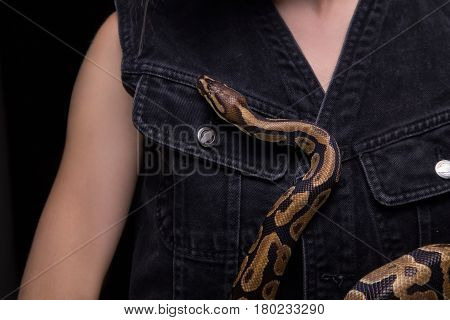 Woman with royal python on black background