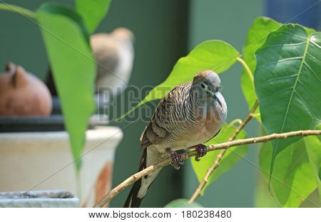 Sleepy Wild Geopelia Striata Relaxing on the Tree Branch amongst Vibrant Green Leaves, Thailand