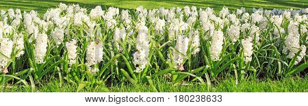 White hyacinth flowers blossom in spring garden.