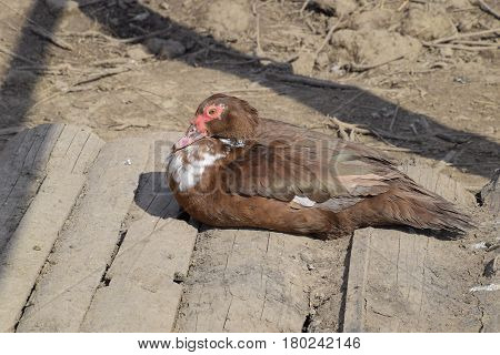 The Musky Duck