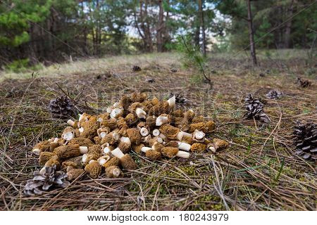 Verpa bohemica false morel - the first spring mushrooms  on the ground in the forest are collected in a heap