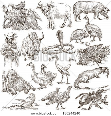 Animals around the World. Collection of an hand drawn illustrations. Freehand sketches. Line art. Isolated on white.