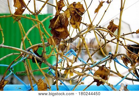 Dry leaves on rabitsa. Background texture of old leaves on a fence