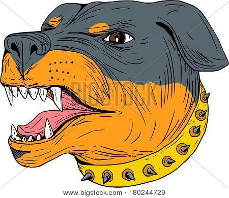 Drawing sketch style illustration of an aggressive Rottweiler Metzgerhund mastiff-dog guard dog head showing teeth set on isolated white background.