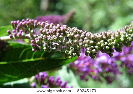 Butterfly Bush Buddleja Buddleia Purple flower buds in bloom in garden