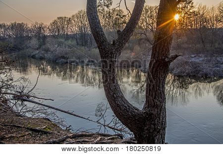 Sunset over little river. Pine trunk and sunbeams in foreground.