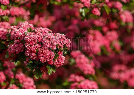 Flowers Pink Hawthorn. Tree Pink Hawthorn
