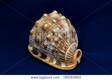 A perfect and amazing fibonacci pattern in a nautilus shell