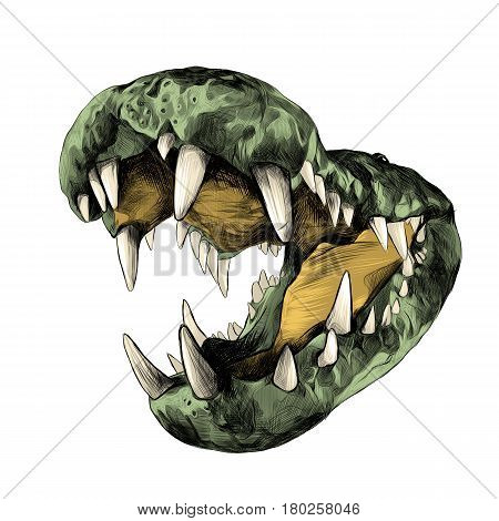 open the jaws of a crocodile with big teeth close up sketch vector graphics color picture