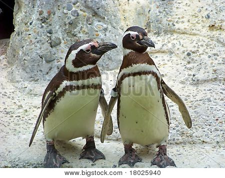Pinguino Buddies