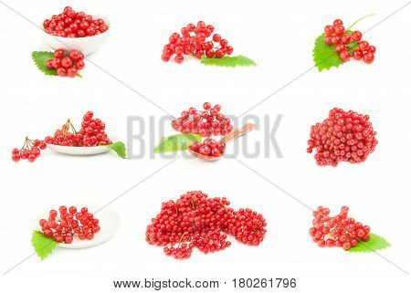 Set of bunch of red berries- guelder rose on a white background