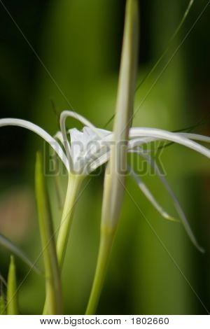 White Lilly