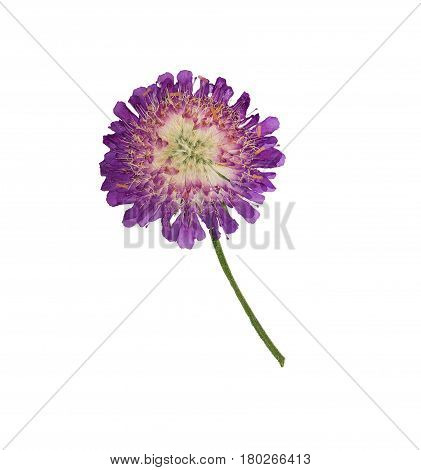 Pressed and dried flowers knauti. Isolated on white background. For use in scrapbooking floristry (oshibana) or herbarium.