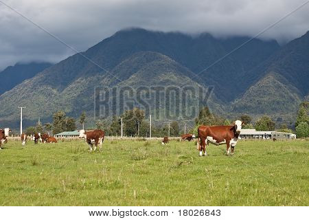 Pasoucí se krávy