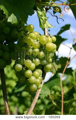 Variedad de uva