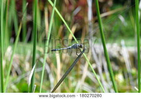Dragonfly dragon fly in the sun sitting on a pond reed
