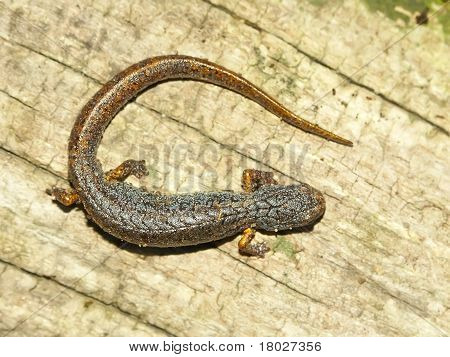 Négyujjú szalamandra (Hemidactylium scutatum)