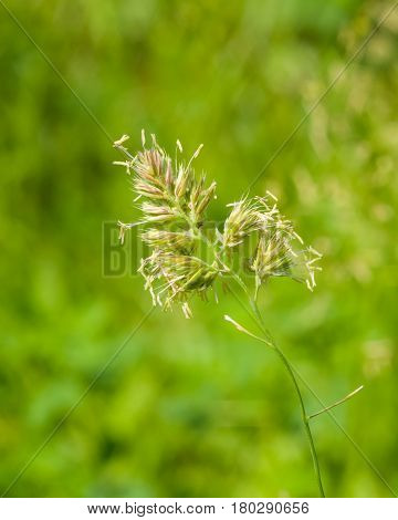 Flowers on Cock's-foot or Cat grass Dactylis glomerata closeup with green bokeh background selective focus shallow DOF.