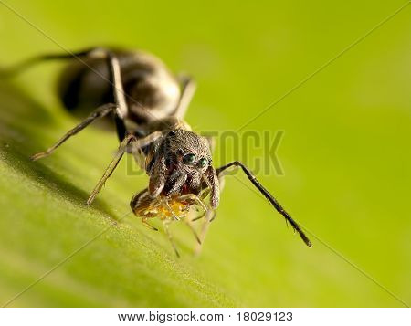 Ant 模倣ハエトリグモのマクロ撮影