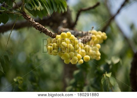Close Up Of Star Gooseberry.
