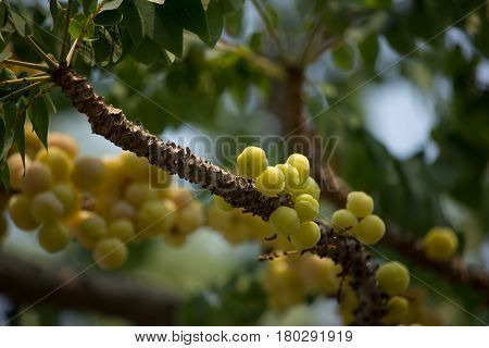 Close Up Of Star Gooseberry.