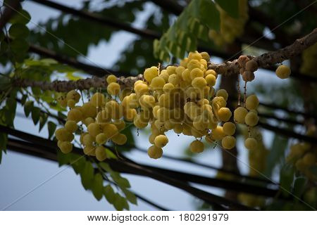 Close Up Of Star Gooseberry.