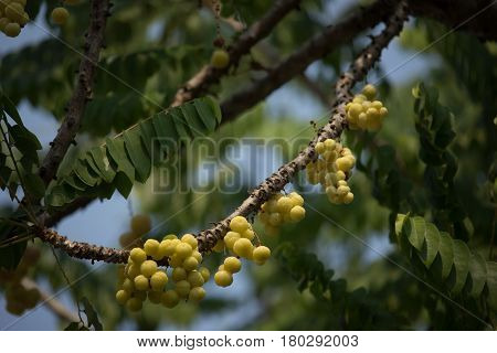 Close Up Of Star Gooseberry.