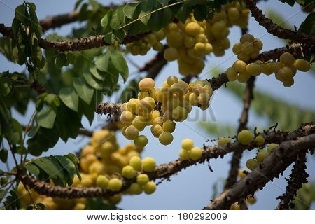 Close Up Of Star Gooseberry.