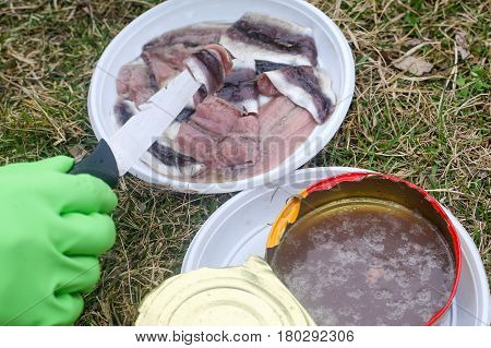 Close up of herring fillet out of a surstromming can