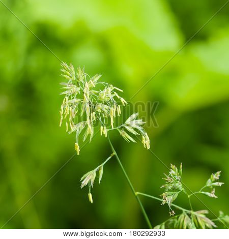 Flowers on Cock's-foot or Cat grass Dactylis glomerata closeup with green bokeh background selective focus shallow DOF.