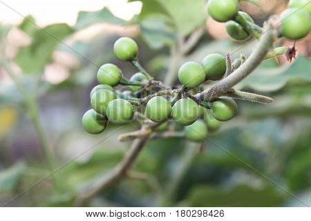 Fresh Solanum Torvum fruits or turkey berry on tree, food ingredient, nature.