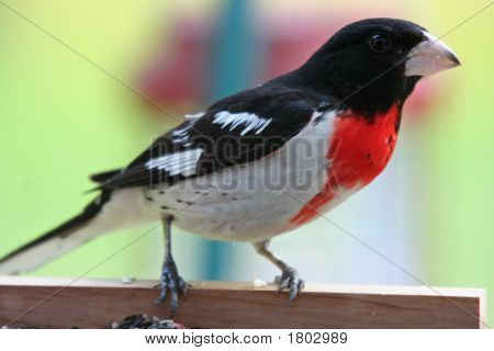 Rosebreasted kocabaş