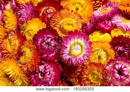 Beautiful of colorful dry straw flowers or everlasting for background. (Helichrysum bracteatum). Outdoor at the daytime on summer day.