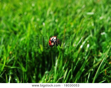 Ladybug Hanging In Grass Leaf