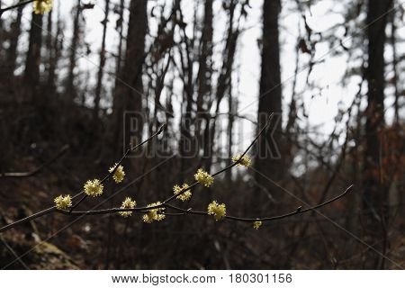 Korean spicebush tree flower in the frest