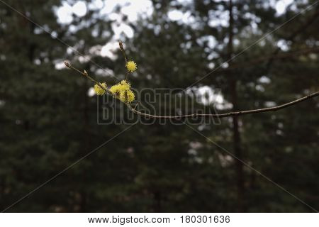 Korean spicebush tree flower in the forest