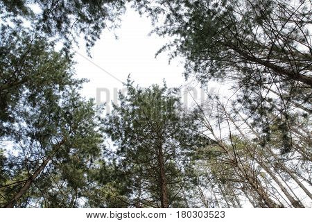 Dense forest of pine trees in spring