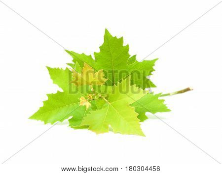 Buttonwood leaf isolated on a white background