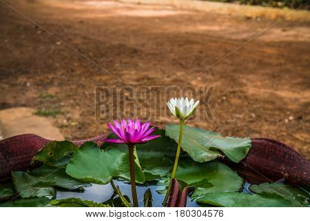 The purple and white Lotus flowers in a pot