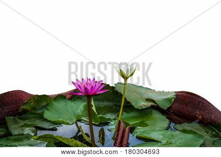 purple and white Lotus flowers in the garden