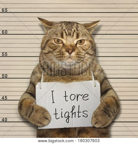 The bad cat tore expensive tights. He went to prison for it.