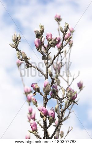 Magnolia flowers on a blue sky background.