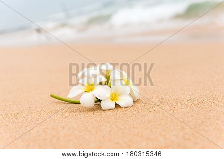 White Plumeria (frangipani) flower on sunny beach sand. Tropical relaxing vacation and spa background. Soft focus.