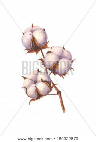 Watercolor cotton branch isolated on white background