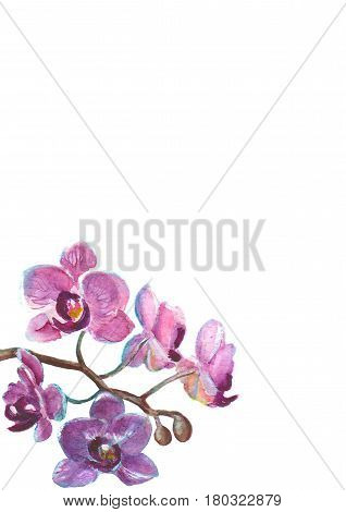 Watercolor orchid branch isolated on white background