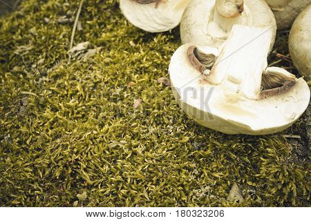 Сhampignon mushrooms in the forest. Natural healthy food concept.