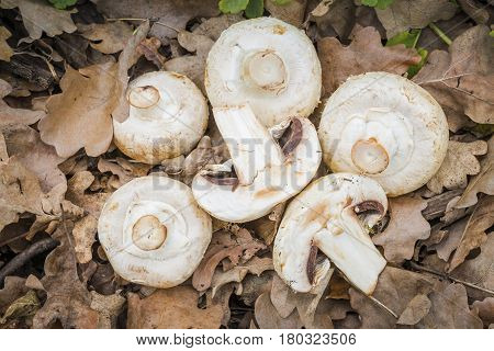 Сhampignon mushrooms in the forest. Natural healthy food concept.