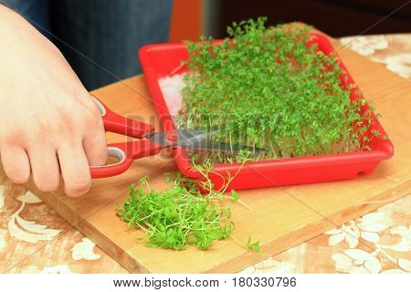 Health and beauty from fresh garden cress sprouting. Lepidum sativum grown in the herbal box.