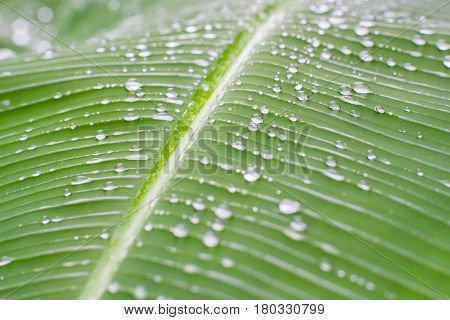 abstract textured green banana leaf and rain drops background
