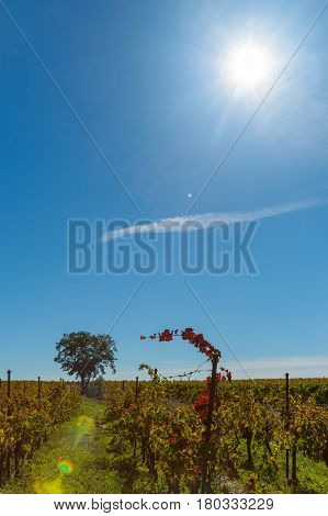 Lens flare high in sky above vineyard and sinle tree in row of grape vines French rural landscape
